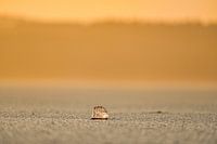Ice at sea