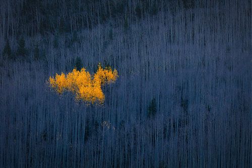 Heart of Aspens