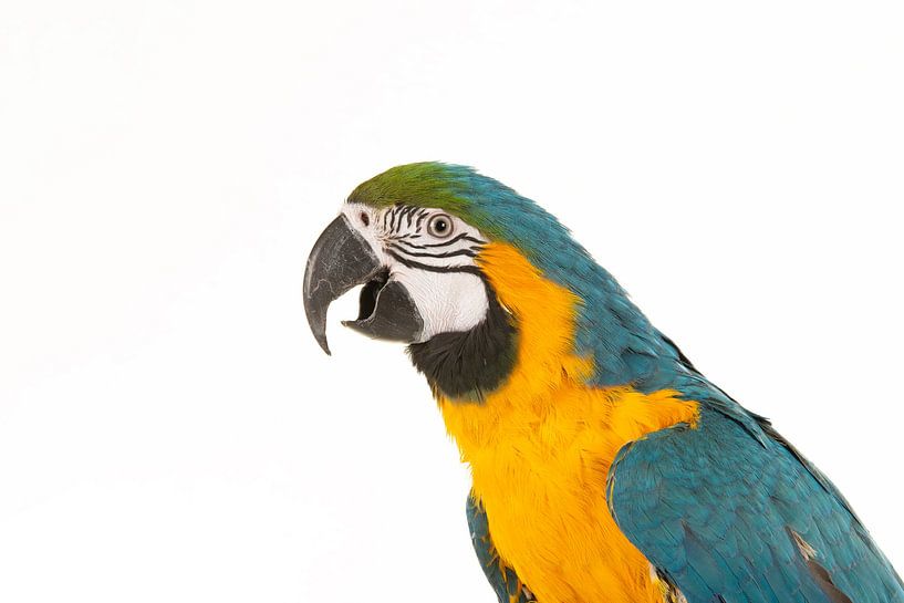Portrait of a blue and yellow macaw, seen from the side with its by Elles Rijsdijk