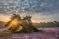Paarse heide pracht tijdens de zonsopkomst van John van de Gazelle fotografie thumbnail