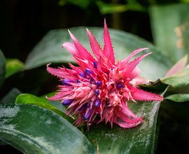 Bromelia flower