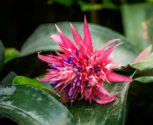 Bromelia bloem