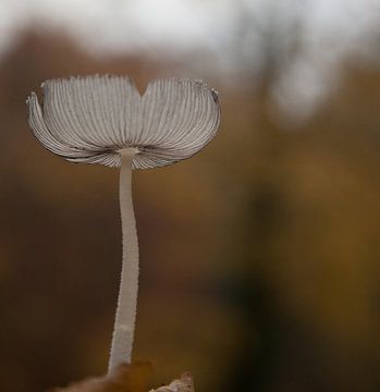 Mushroom up close van Marco de Groot