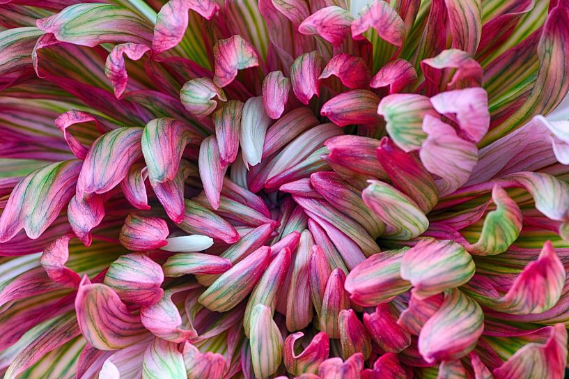Macro van chrysant bloem van Klaartje Majoor