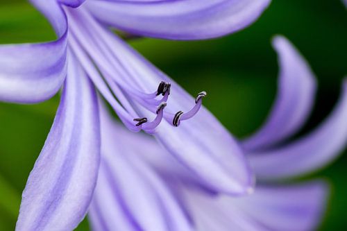 Purple Splendor