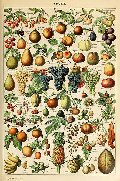 Posters of Various Kinds of Fruit by Christopher Deitch