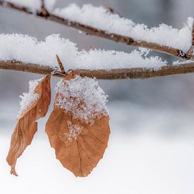 Leaves in the snow by Carla Schenk