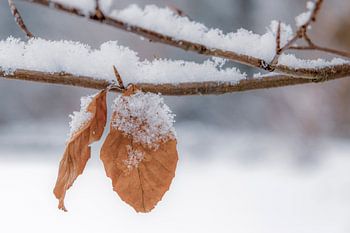 Blätter im Schnee