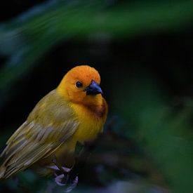 Wevervogel, Ploceidae, Widahvinken die een nest bouwen van Fotos by Jan Wehnert
