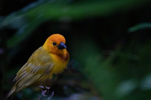 Wevervogel, Ploceidae, Widahvinken die een nest bouwen
