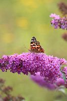 Butterfly visits butterfly bush