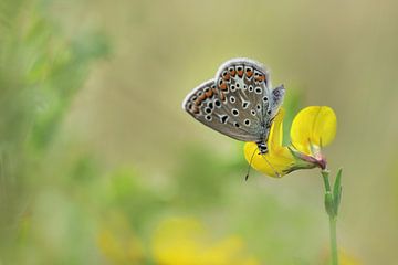 Schmetterling von Remco loeffen