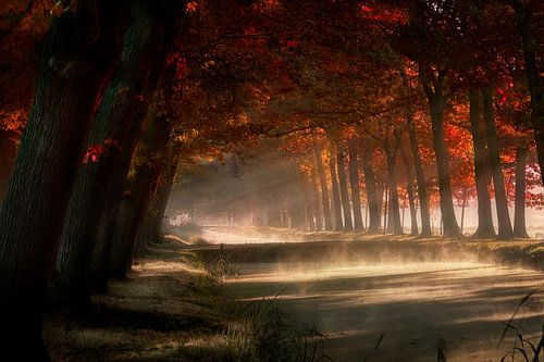 Misty Land