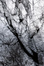 Trees by Thomas Jäger