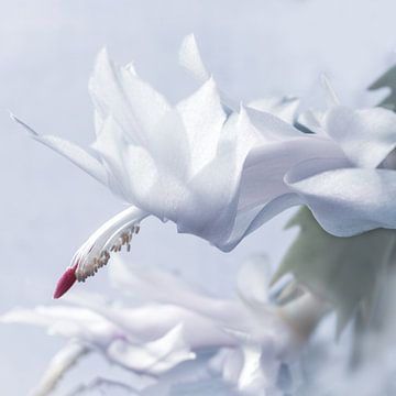 Schneeweiße Weihnachtskaktus-Pflanze