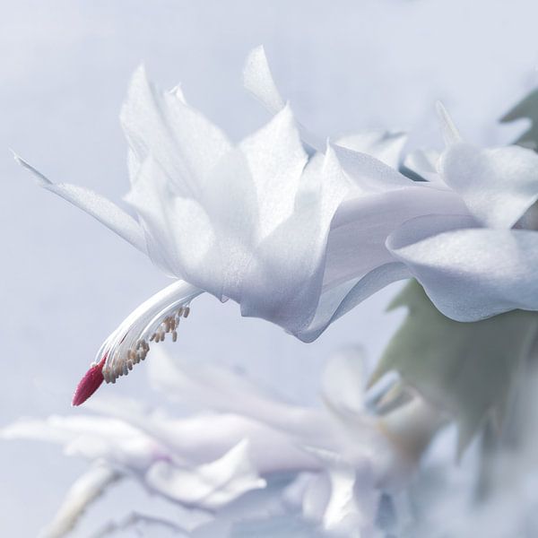 Snowy White Christmas Cactus Plant by Imladris Images