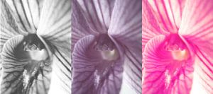orchid