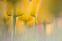 Champ de tulipes