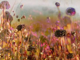 Les champs LXII_II sur Zand