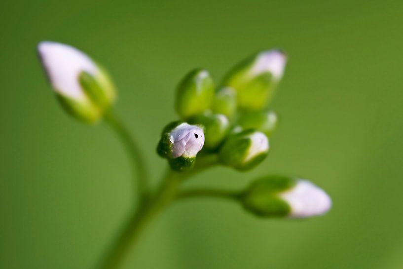 lentebloem van 28Art - Yorda