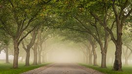 The Driveway by Jeroen Schouten