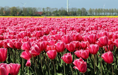 Tulpen in de Noordoostpolder