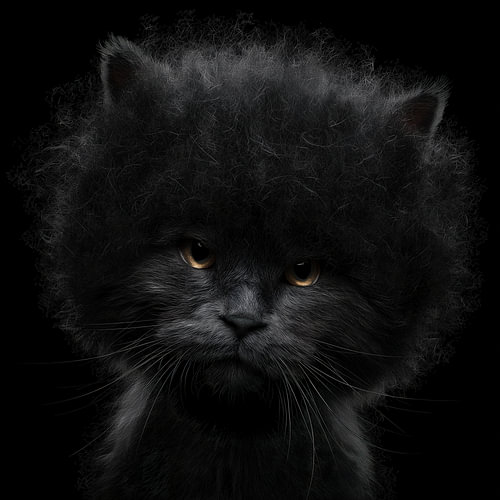 Boze afro kat