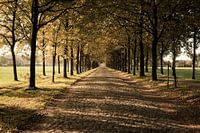 Inrijlaan tussen de bomen in de herfst