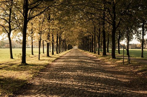 Inrijlaan tussen de bomen in de herfst
