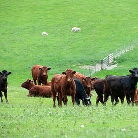 Wales cows in the meadow by Rene du Chatenier