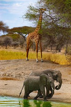 Giraffe und Elefanten am Wasserloch in der Serengeti