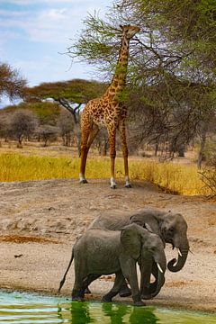 Giraffe and elephants at waterhole in Serengeti by Julie Brunsting