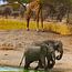 Serengeti
