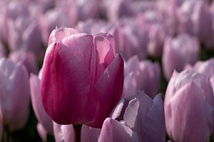 eine lila Tulpe in einem rosa Tulpenfeld