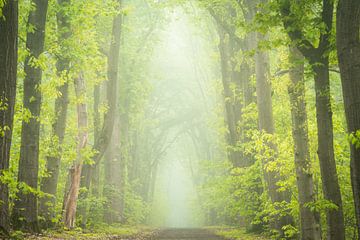 Mystische Harmonie des grünen Waldes von elma maaskant