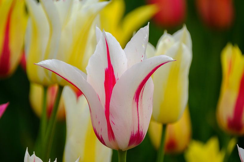 Wit rode schoonheid by Joke Beers-Blom