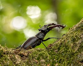 Cerf volant en gros plan sur Patrick van Bakkum