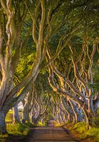 The Dark Hedges, Northern Ireland