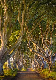 The Dark Hedges, Nordirland von Henk Meijer Photography