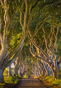 The Dark Hedges, Irlande du Nord