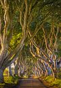 The Dark Hedges, Northern Ireland by Henk Meijer Photography thumbnail