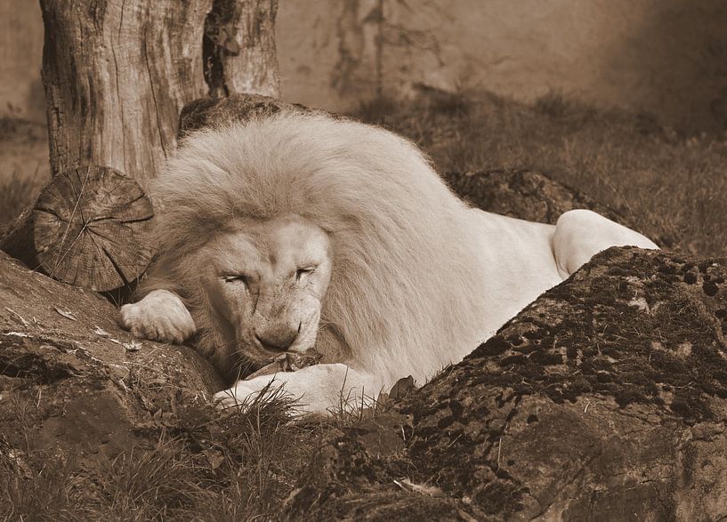 Lion blanc en sépia. par Jose Lok