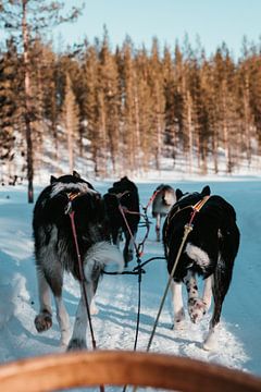 Hondenslee in  Lapland Finland van Sander Wehkamp