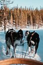 Hondenslee in  Lapland Finland van Sander Wehkamp thumbnail