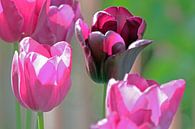 Quatre tulipes von ArtelierGerdah Miniaturansicht