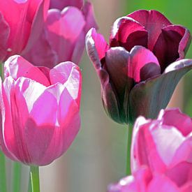 Quatre tulipes van ArtelierGerdah