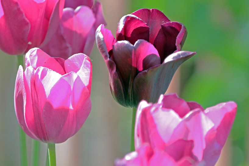 Quatre tulipes van ArtelierGerdah