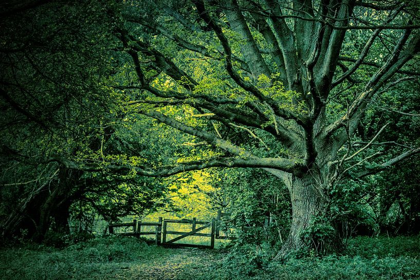 Old tree by Bruno Hermans