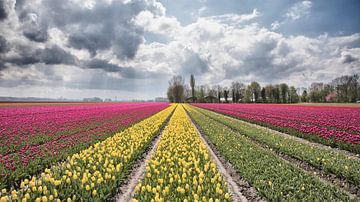 Bollenvelden in de NOP van Dries van Assen