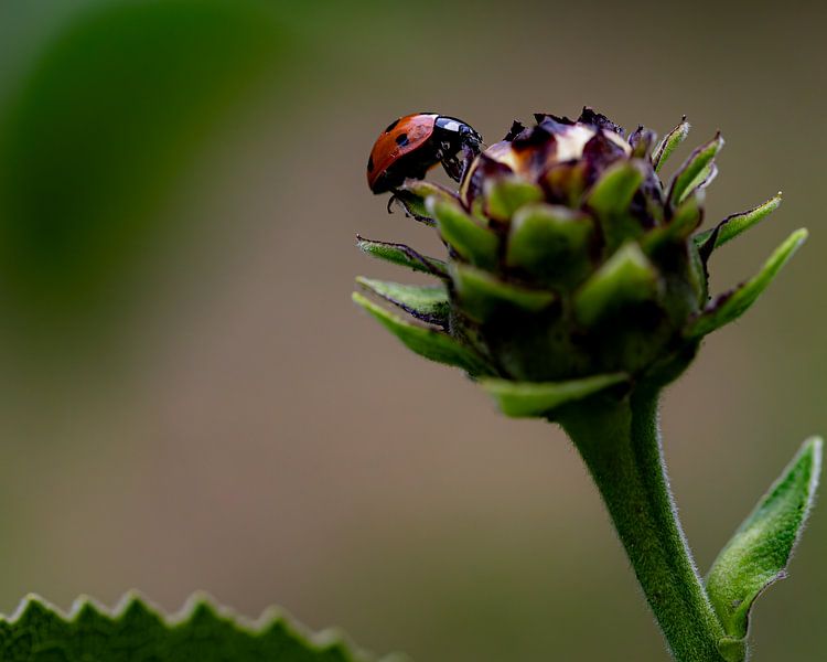 Auf der Suche von Jenny Kambeck